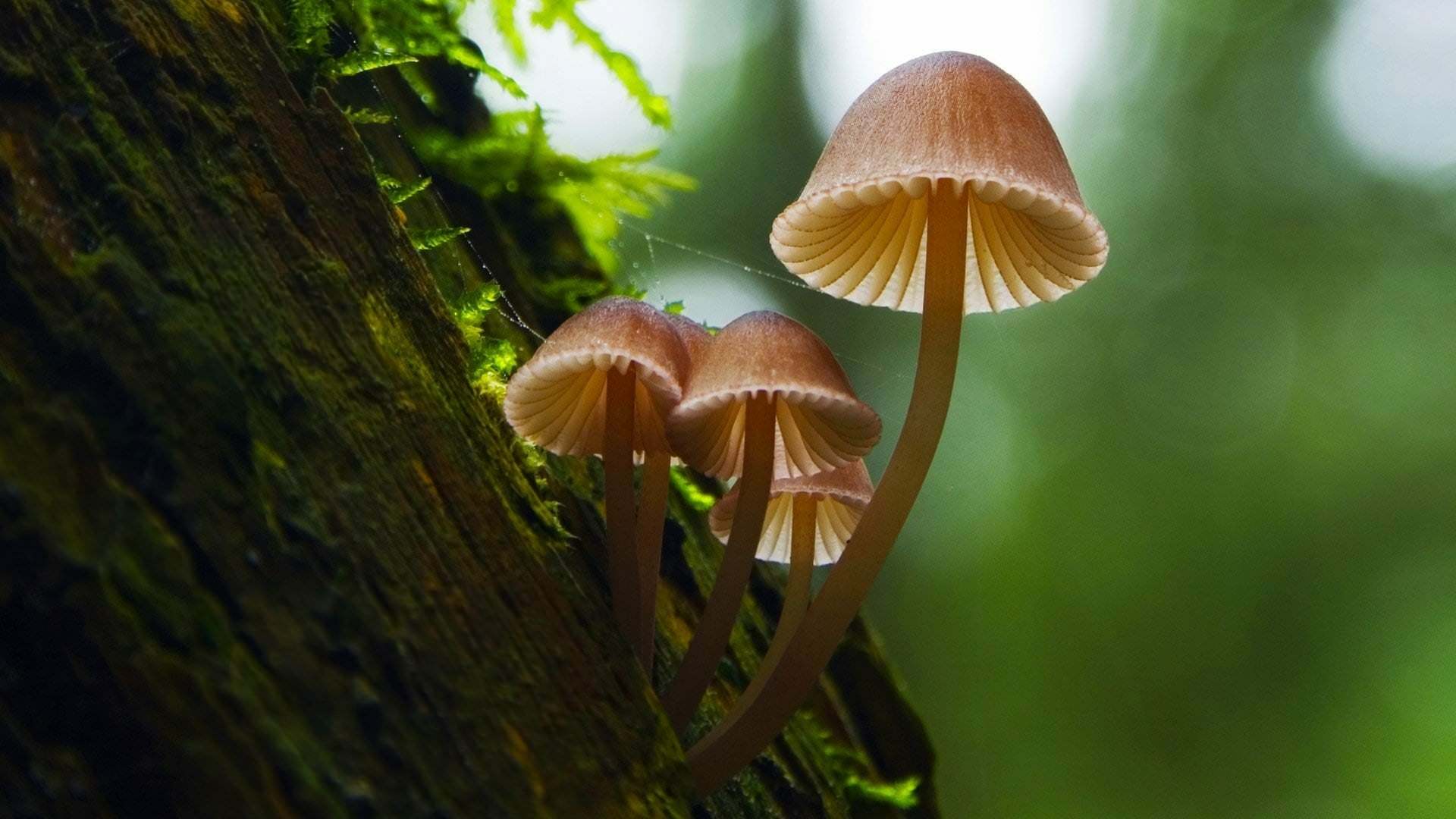 ფანტასტიური სოკო / Fantastic Fungi